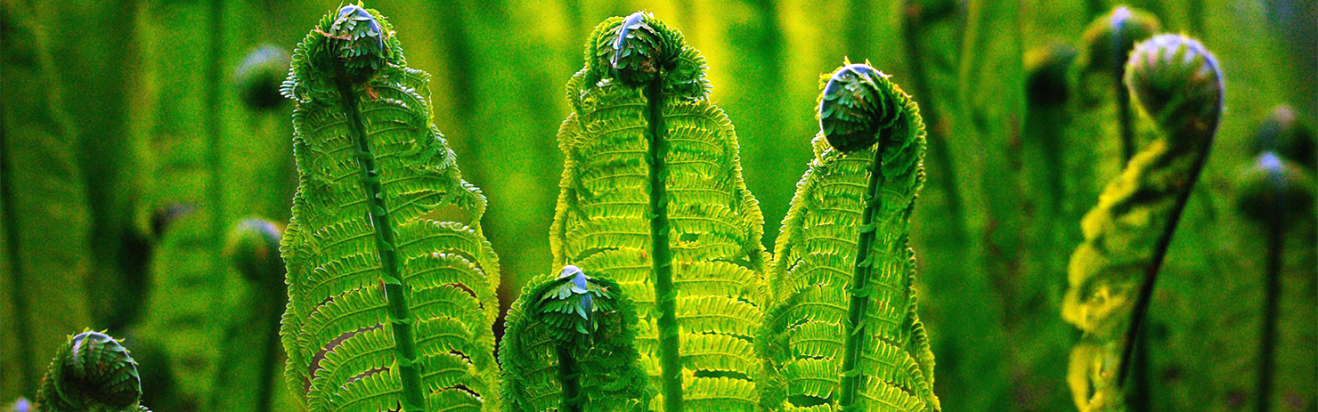 取之天然：用于自然：植物保?。汉椭C植保